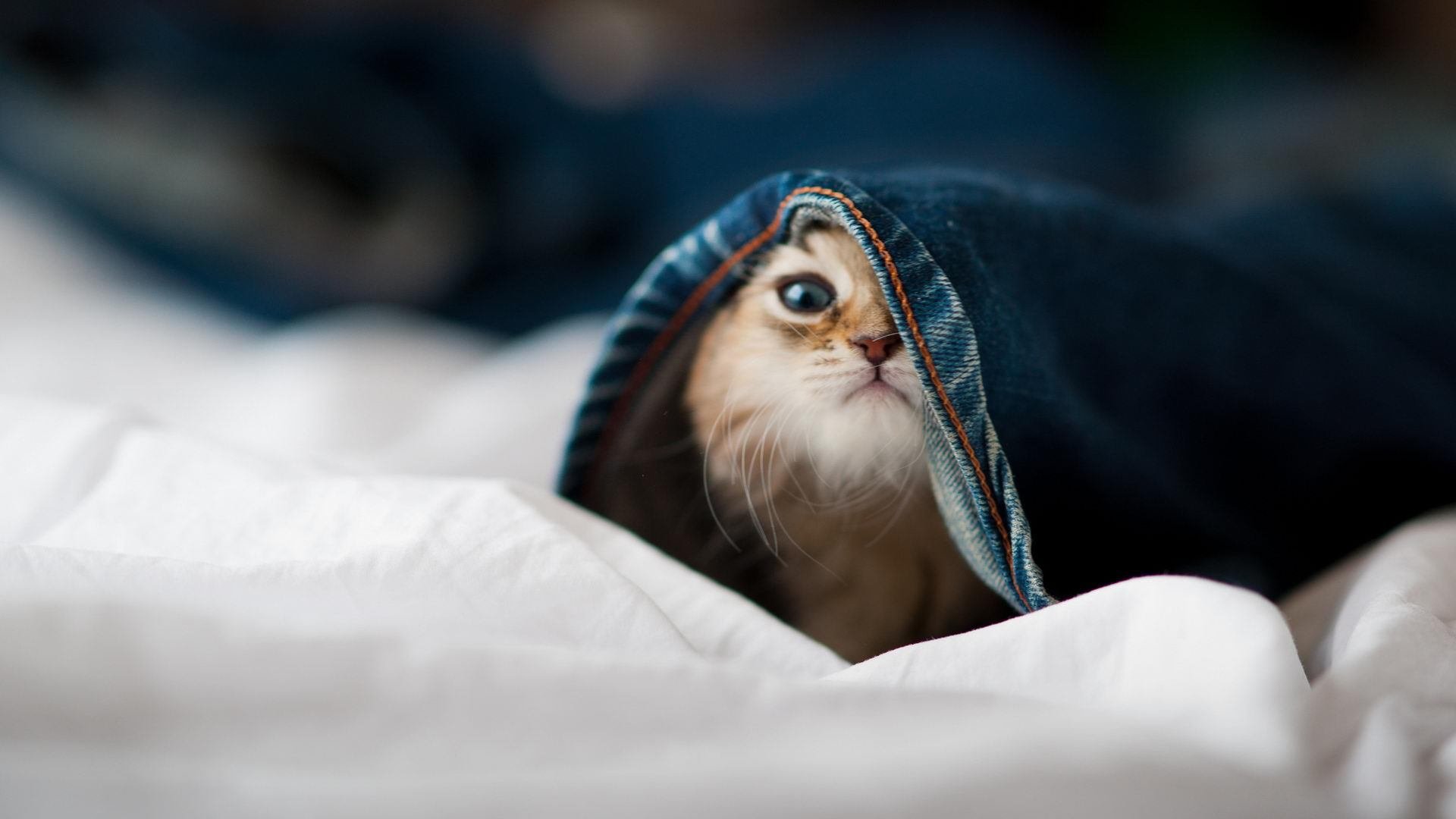 南美铁腰的沉默革命，乌拉圭无名者翻盘之夜，法比尼奥的火热成了最佳注脚