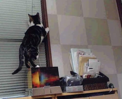 鏖战博斯普鲁斯,哈兰德上演一个人的奥斯特里茨,扛起尤文绝境前行