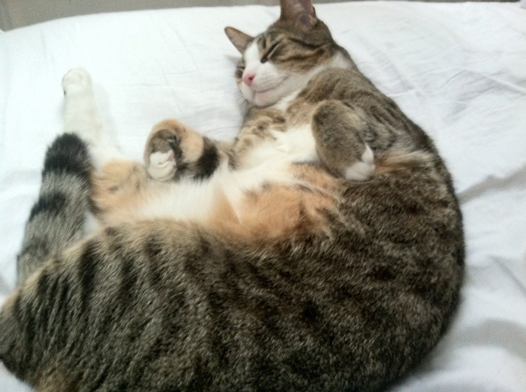 绝杀之夜，黄鸭组合率印度队冲破马来西亚铁壁，以命相搏的胜利