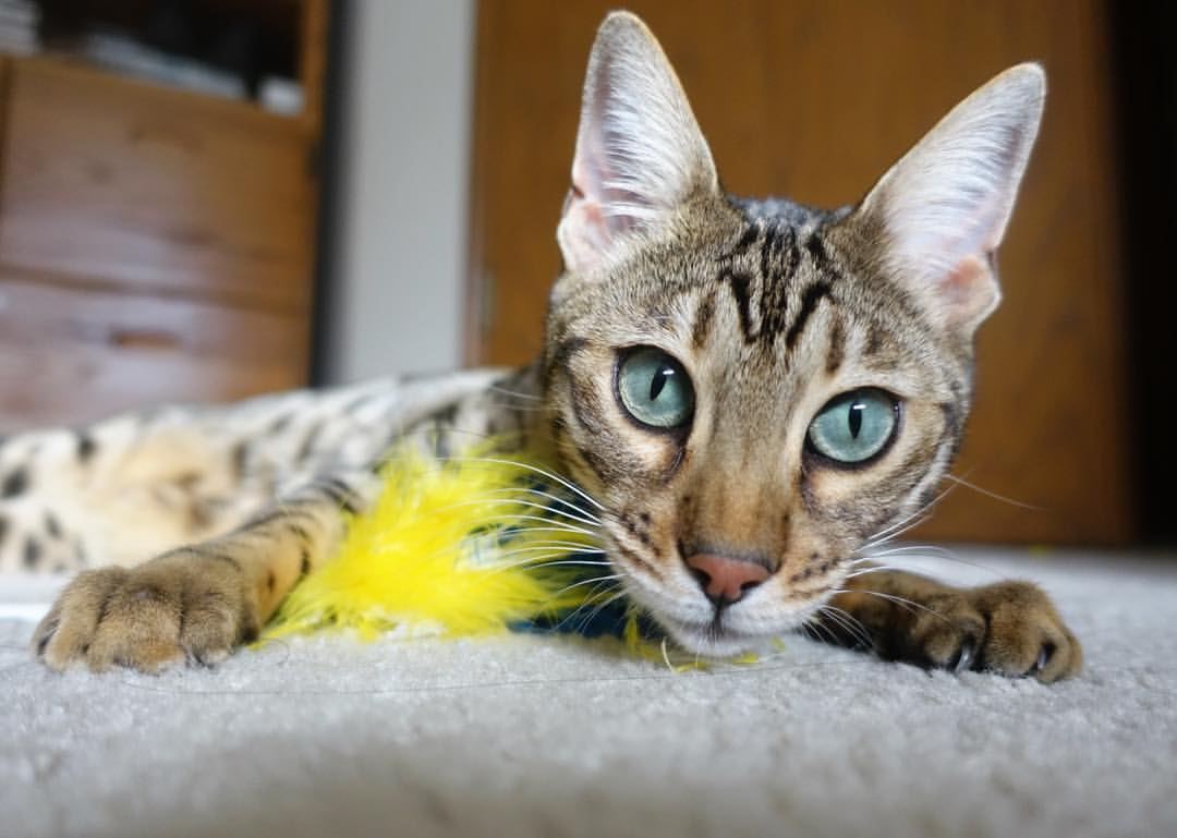 波尔一柱擎天，波兰横扫东瀛