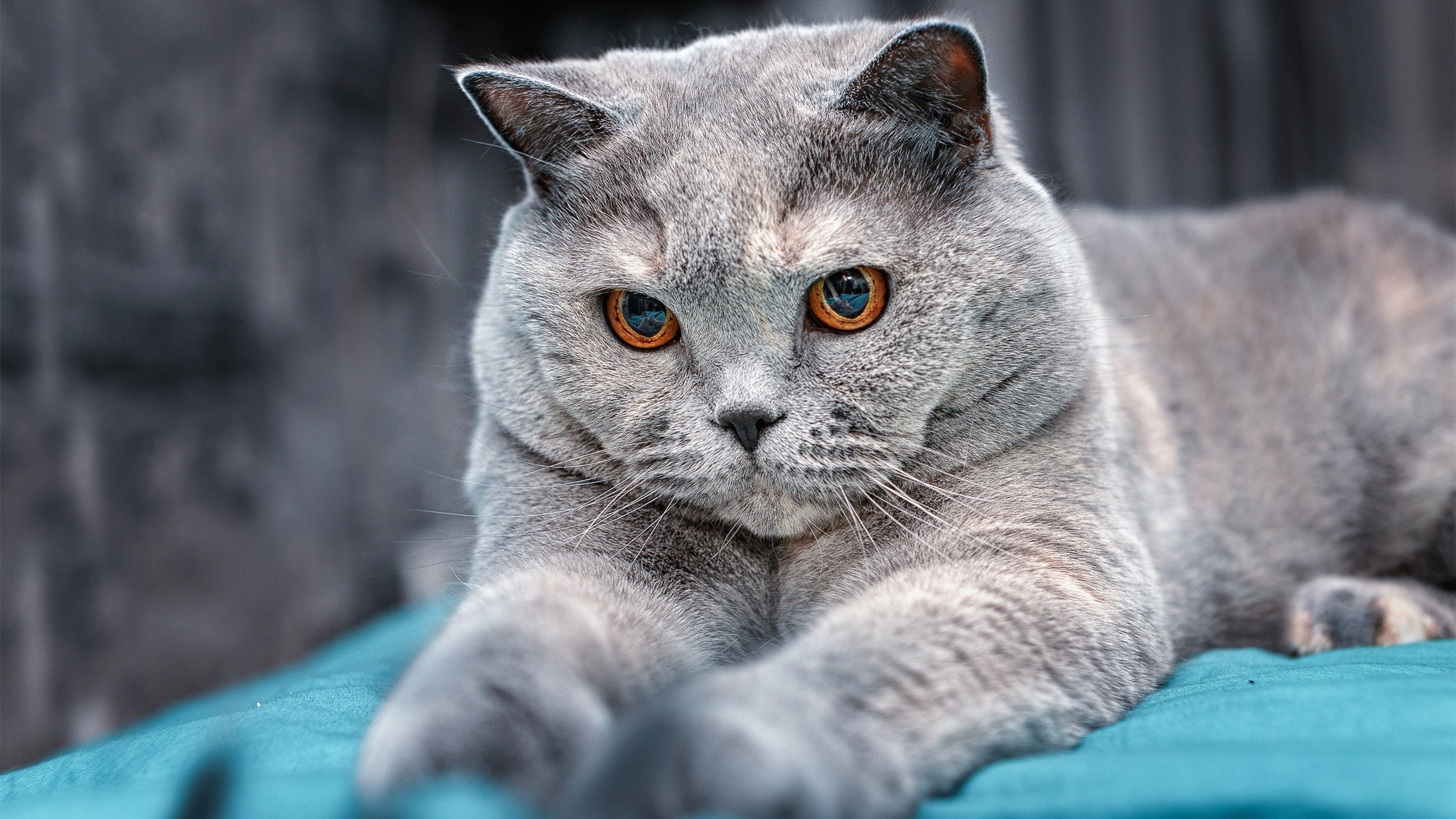 爱游戏tv-戈贝尔巨掌撼森林，新疆铁骑踏碎落日—当两个篮球世界在同一天震颤