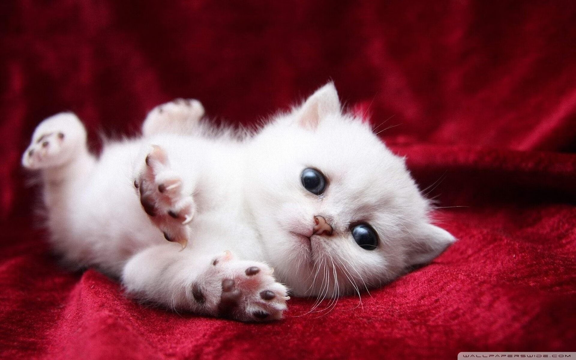 巅峰之上再造巅峰,辛纳从澳网的洗礼到总决赛的绝对统治