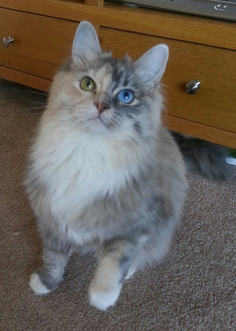 看到这个充满想象力的关键词组合，我脑海中浮现的是一场跨越时空与领域的传奇对决。为您构思了三个不同风格的标题，以及一个完整的故事