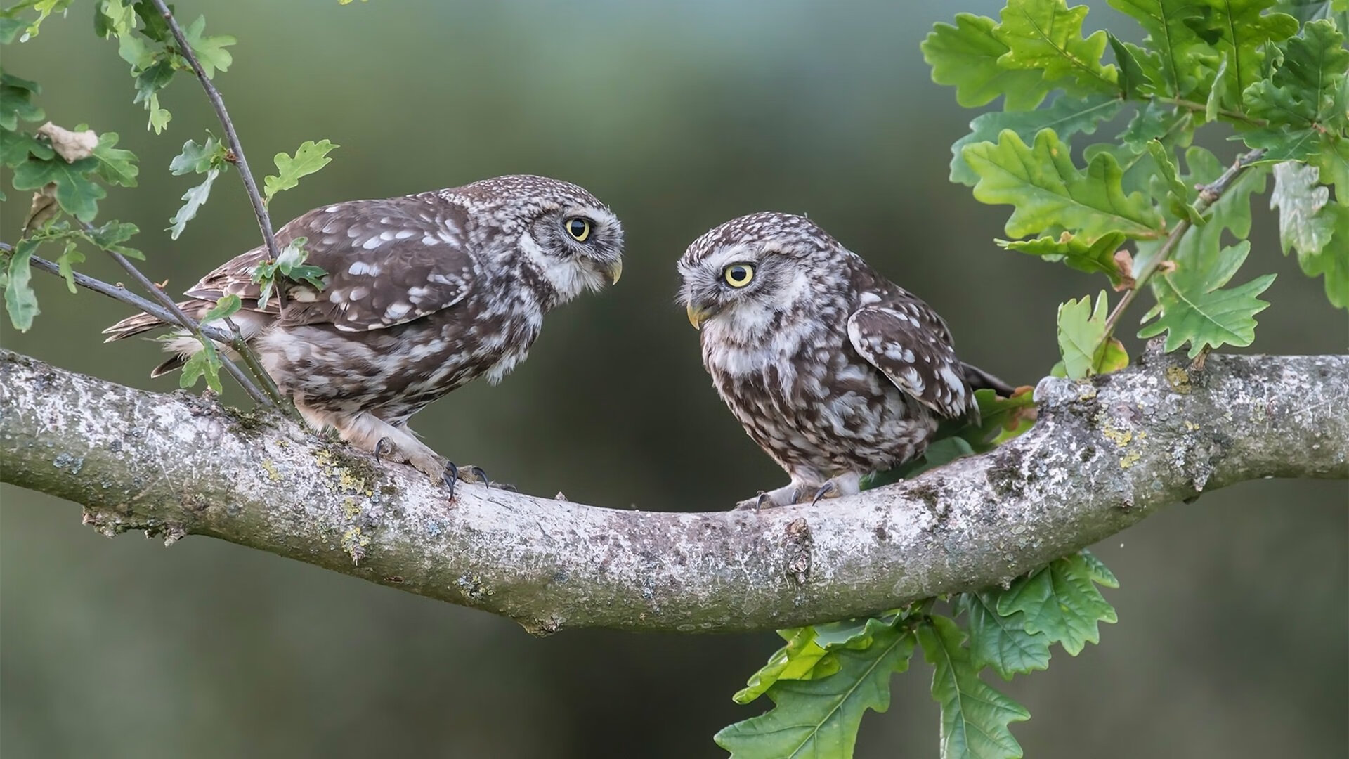 交响乐与独奏家，当湖人的团队火力淹没快船，东契奇的存在感照亮孤城