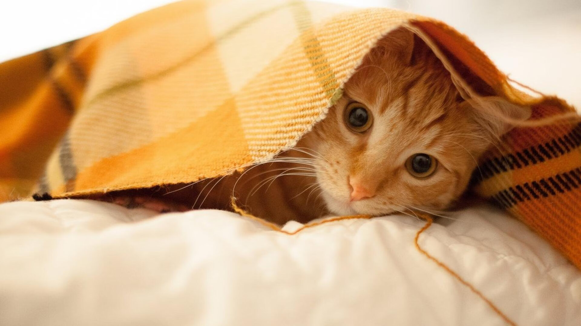 王朝余晖映亮新神王座,马刺团队篮球的逆袭宣言