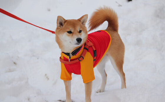爱游戏下载-血战四节！伦纳德40+三双击碎空砍群，步行者加时险胜老鹰止连败