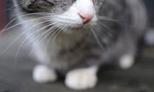 斯蒂芬·库里之后,谁是勇士新王?核弹马克西撕裂灰熊防线,完美发挥定鼎乾坤