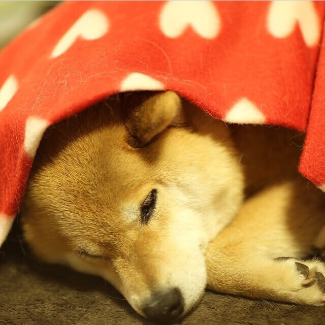 拉文，纽约淬火的尖刀