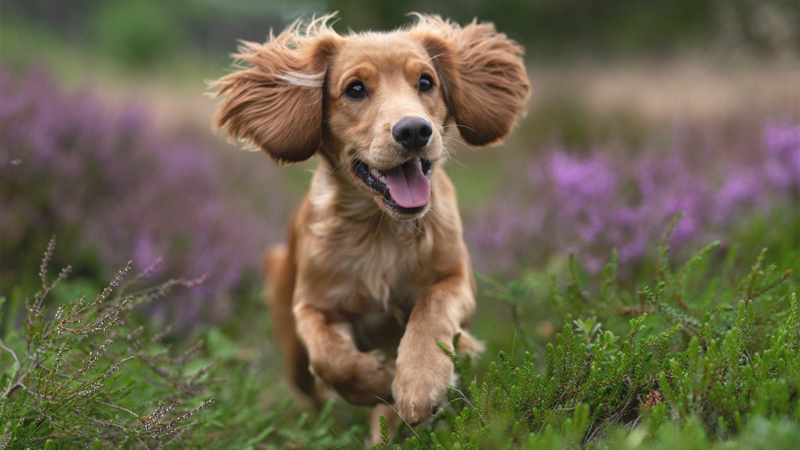 爱游戏APP-勇士绝境逢生！哈登49分导演虚拟现实大逆转