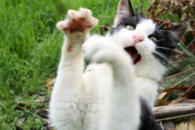 金玟哉降临NBA季后赛，从圣西罗到抢七战场，亚洲铁闸的跨界守护