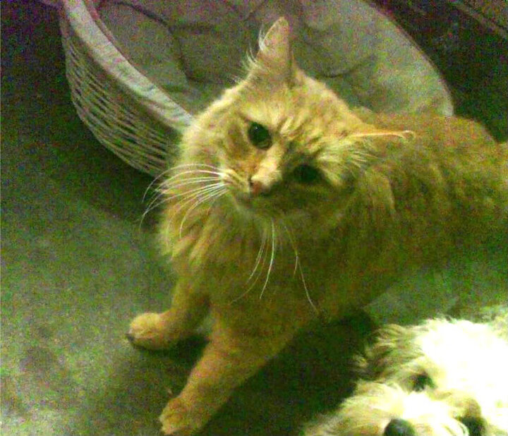 爱游戏娱乐-孤胆英雄破红墙！弗拉霍维奇天神下凡，国际米兰逆境克红军