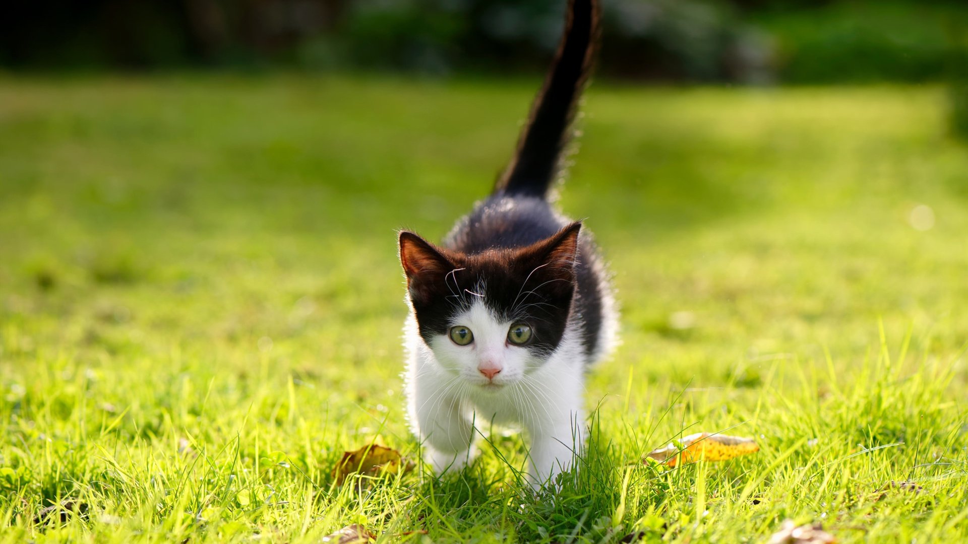 爱游戏tv-双城记，上海滩的东方火力与欧冠战场的接管者时刻