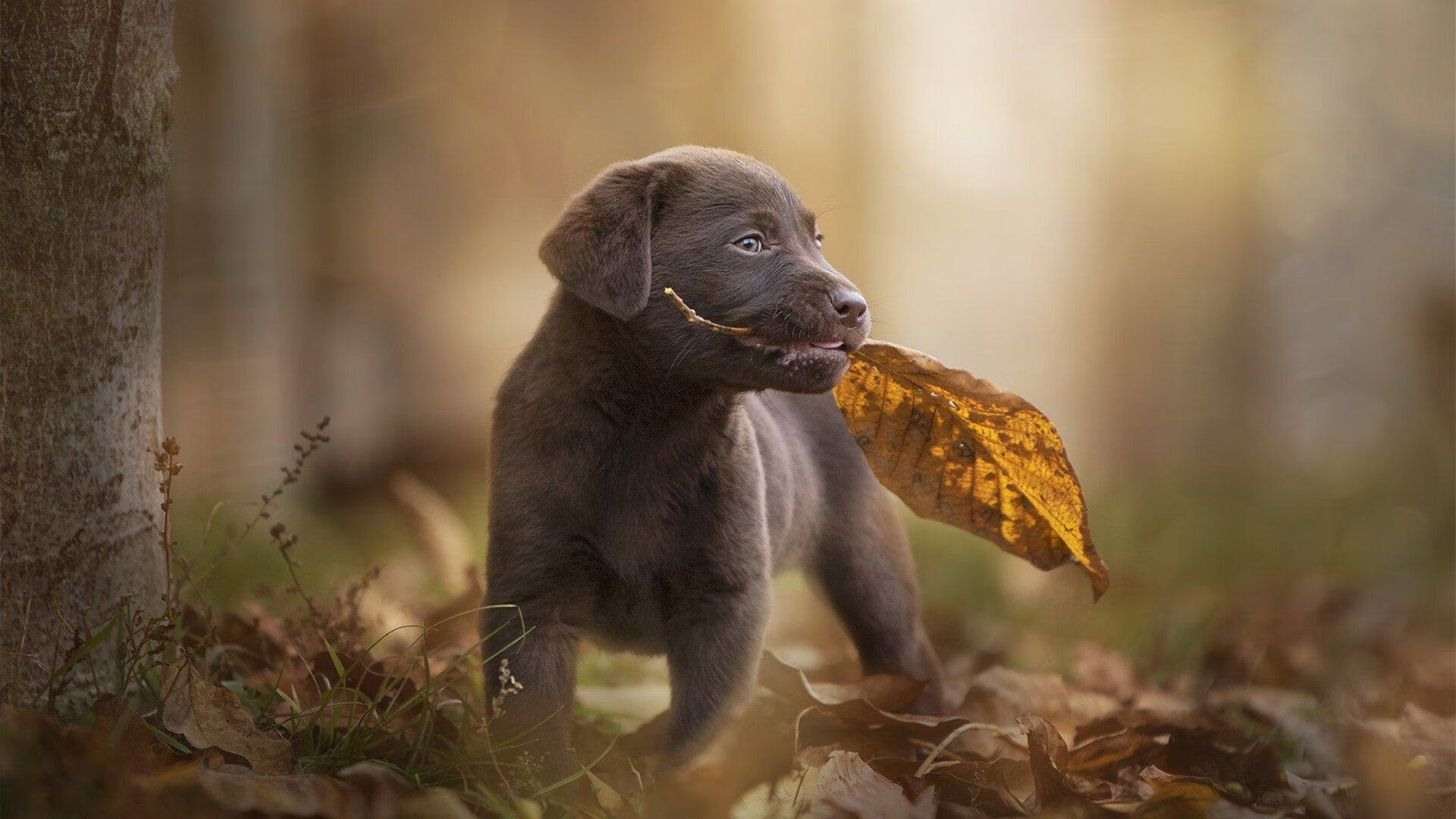 爱游戏官网-多元宇宙错位，当奥亚尔萨瓦尔在NBA总决赛接管比赛，利物浦单节拉开韩国