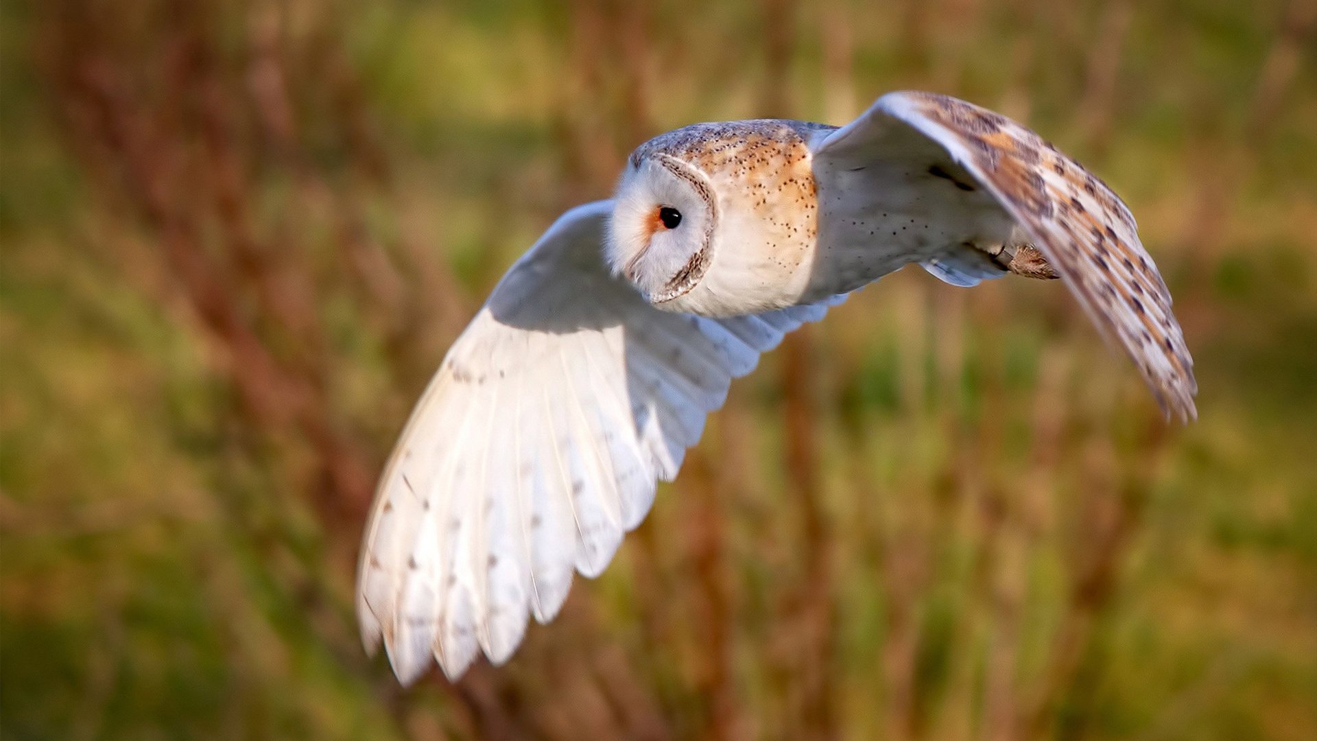 火箭升空碾压开拓者，詹姆斯王者归来再证超巨本色