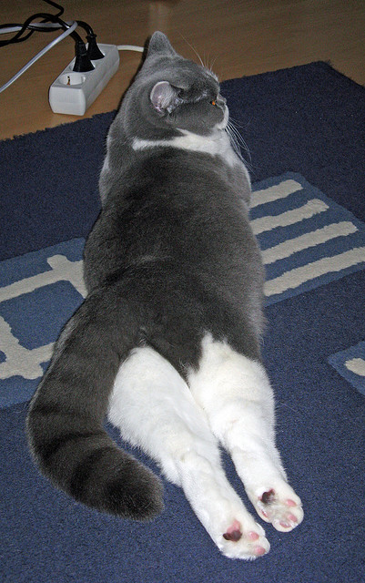 爱游戏在线-F1年度争冠焦点战与深圳队的胜利之道，速度与精准的跨领域对话