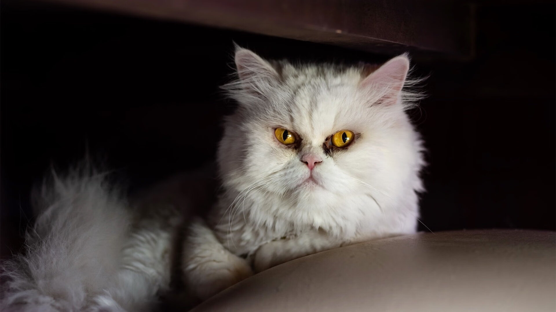 爱游戏娱乐-闪电战，门迪点燃赛场，加纳强行终结里昂王朝