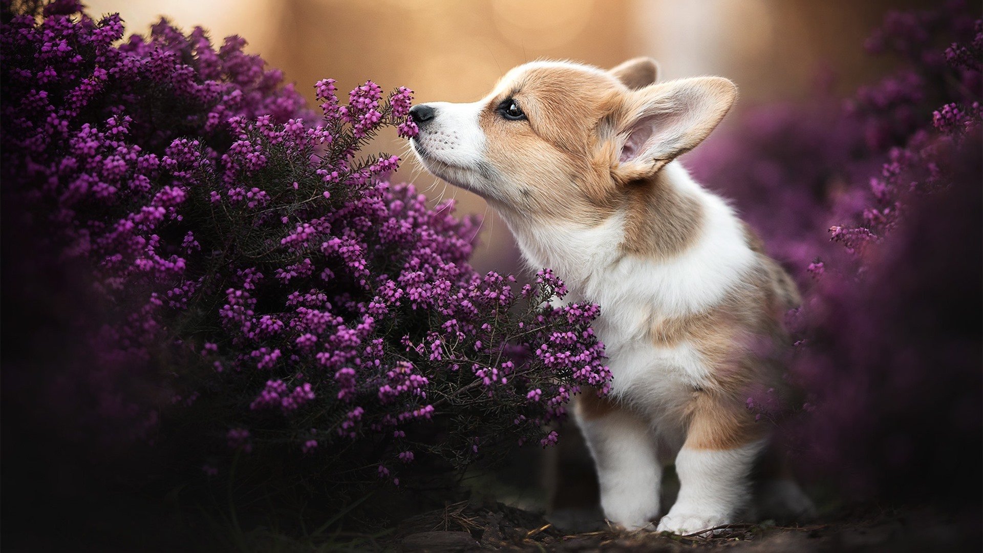 绿茵交响诗，年度焦点之战，巴西如何拆解比利亚雷亚尔