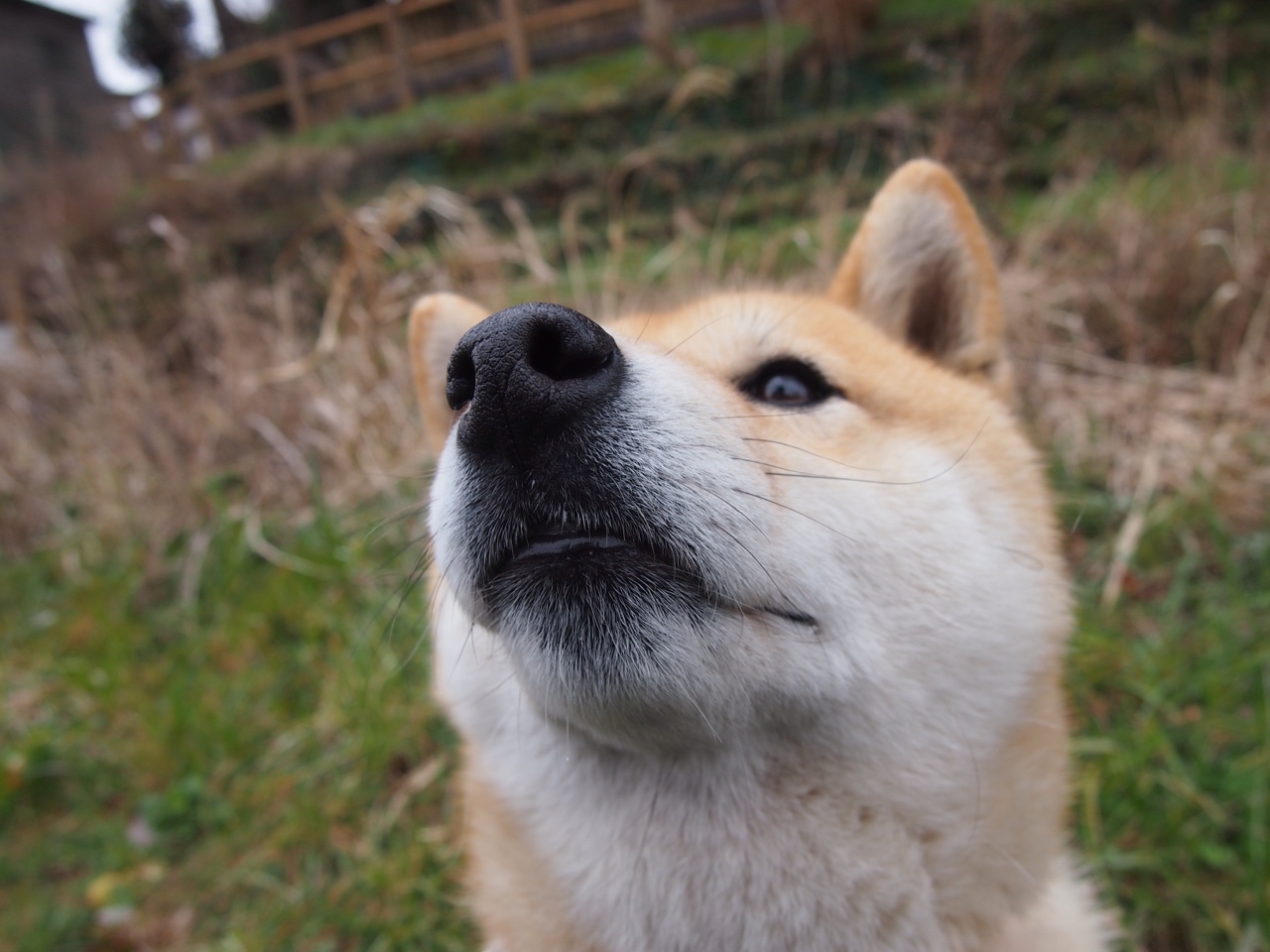火红的羽翼，当英格拉姆在别处燃烧，活塞与老鹰的钢铁丛林里正锻打另一种荣耀