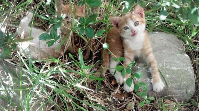 那不勒斯的加勒比风暴—记一场梦中单节击溃哥斯达黎加的意甲焦点战